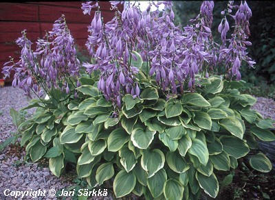  Hosta Nakaiana-Ryhm 'Golden Tiara'